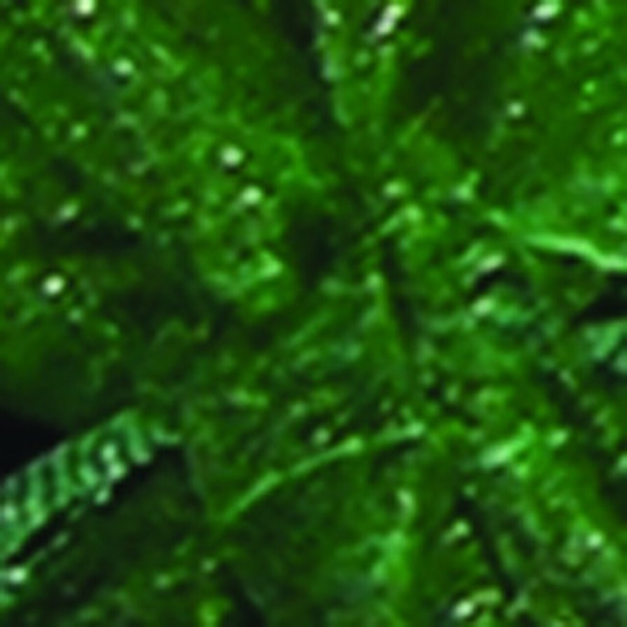 The Ribbon People 12.5" Sheer Green Contemporary Tall Tie Gift Bag